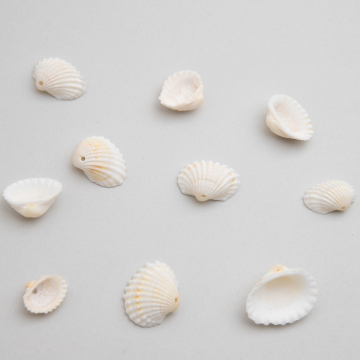 Muszelka klasyczna biała 10-20mm