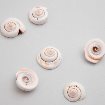 Muszelka ślimak cięta biała 20-31mm