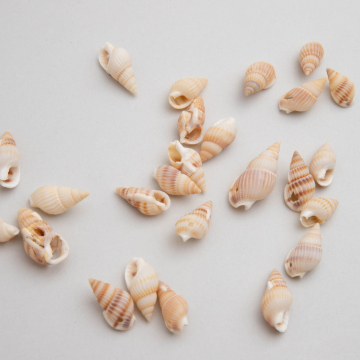 Muszelka podłużna z dziurką kremowa 15-30mm