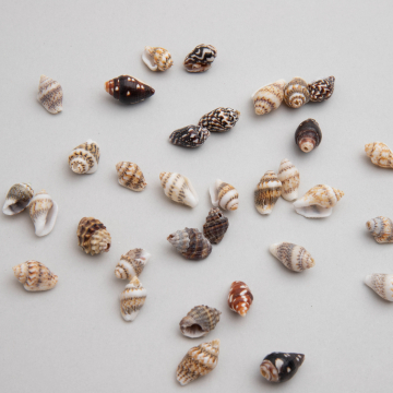 Muszla kolorowa podłużna 10-20mm