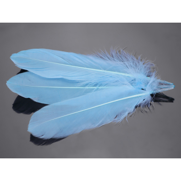 Pióra naturalne barwione koloru błękitnego 10-16cm