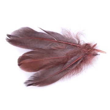 Pióra naturalne barwione koloru brązowego 10-16cm